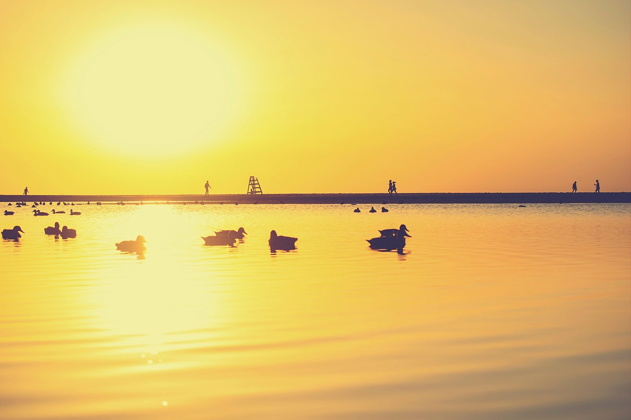 ducks, lake, people, pier, sunlight, dawn, sky, nature, sun, landscape